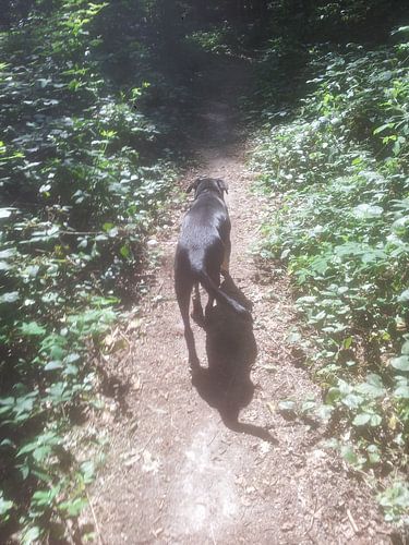 Doggy Sunshine Forest von Renaat Q