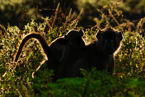 Silhouette of Baboon with Baby Highlighted by Backlight Rim Ligh