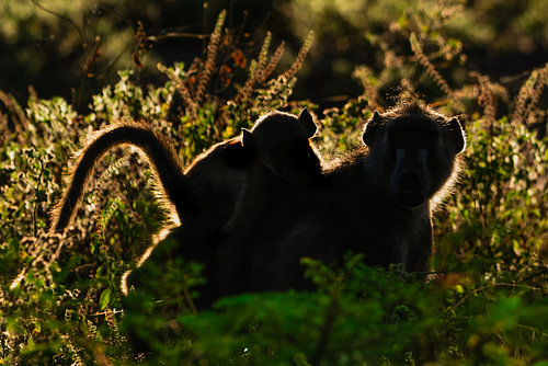 Silhouette of Baboon with Baby Highlighted by Backlight Rim Ligh