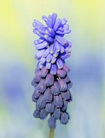 Blauw druifje.