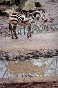 Zebra van Rob Boon