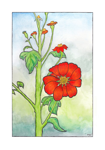 Tithonia, Mexikanische Sonnenblume