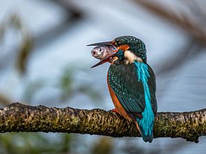 Eisvogel mit Fisch