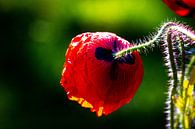 Red poppy, side and rear view, against green bokeh background by Anne Ponsen thumbnail