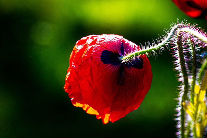 Red poppy, side and rear view, against green bokeh background by Anne Ponsen