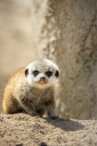 Little Explorer