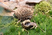 Miniatur-Landschaft