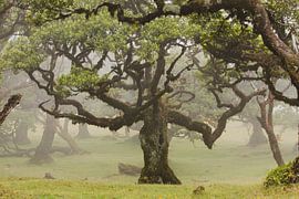 Fairy-tale forest on Madeira island by Paul Wendels