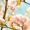 Magnolia blossoms 6 by Joske Kempink