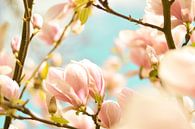 Magnolie Frühlingsblüten 6 von Joske Kempink Miniaturansicht