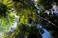Tropical rainforest with green hanging vegetation and plants