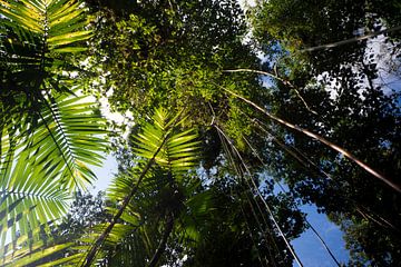 Tropisch regenwoud met groene hangende vegetatie en planten van Michiel Dros