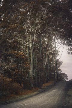 The road not taken by Marina de Wit