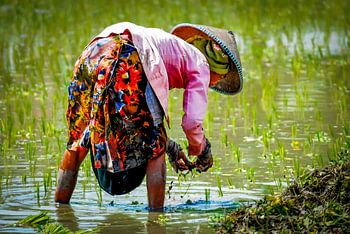 Boerin met kleurrijke rok aan het werk op het rijstveld in Bali Indonesië