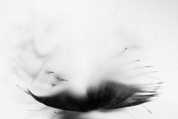 Feather soft 3 by Greetje van Son