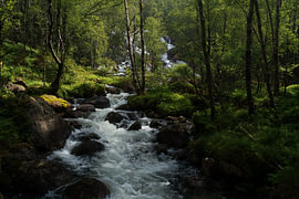 Paysages naturels norvégiens - Ruisseau forestier cinématographique aux eaux glaciaires en Norvège sur Dylan Winter Visuals