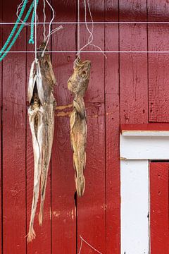 Stokvis hangt te drogen aan de muur van een schuur op de Lofoten