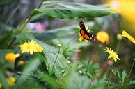 Schmetterling auf einer Blume von Reto Meier Miniaturansicht