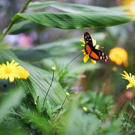 Vlinder op een bloem van Reto Meier