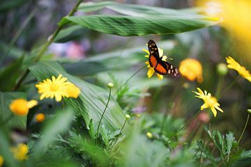 Vlinder op een bloem van Reto Meier