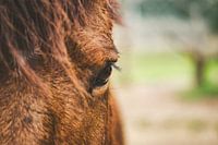 Oog van een bruin paard