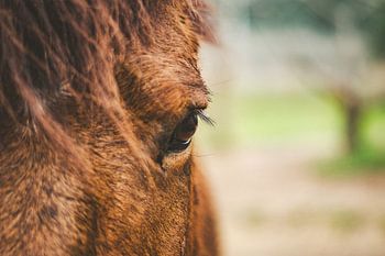 Auge eines braunen Pferdes