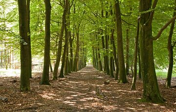 Boslaan in voorjaar in omgeving Nunspeet