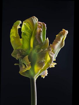 Parrot Tulip salmon green