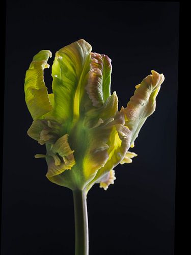 Parrot Tulip salmon green