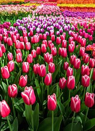 Diverse soorten Hollandse tulpen van Chi