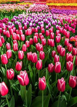 Différentes sortes de tulipes néerlandaises sur Chihong