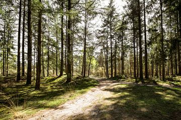 Woods by Novi Zijlstra