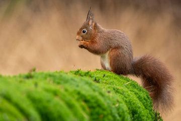 Squirrel by Rando Kromkamp Natuurfotograaf