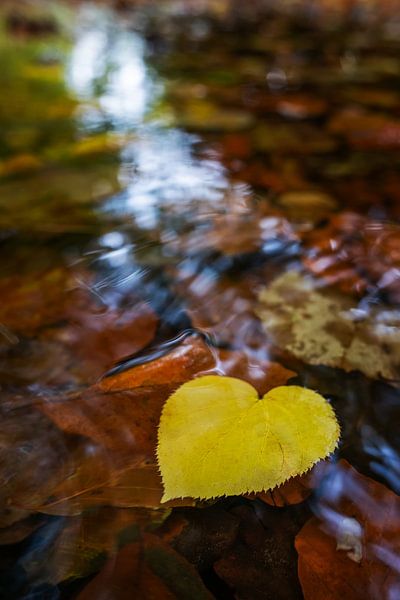 Yellow leaf in the shape of a heart floating in the water by Chi