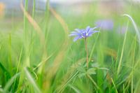 paarse bloem in het groen