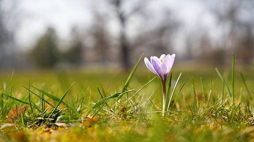 Krokus in een groene weide in de lente
