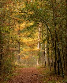 Can't see the forest for the trees by Jan Willem Oldenbeuving