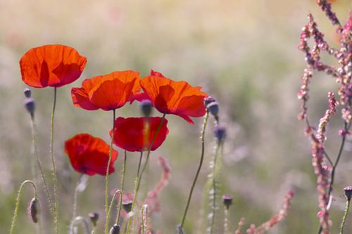 Mohnblumen am Straßenrand
