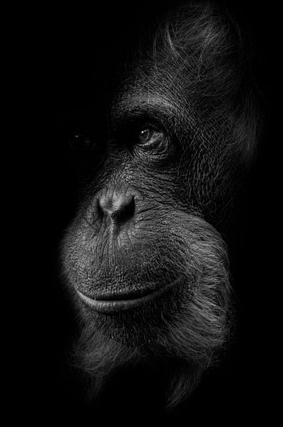 Indringend portret van orang oetan, in zwart / wit par Ron Meijer Photo-Art