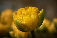 Yellow mellow ...