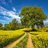 Pays du colza sur Holger Felix