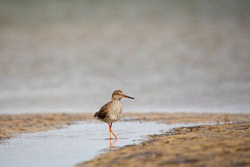redshank