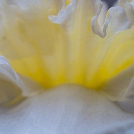 Daffodil 04 by Hans Heemsbergen