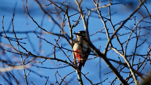 Bonte Specht van Antoinette Kosse