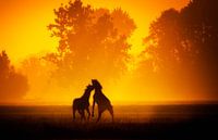 Two horses in the morning mist.