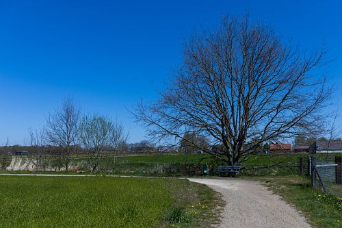 Boom bij de start van de lente tegen een staalblauwe lucht
