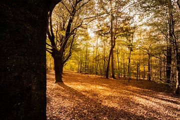 Herfst in het bos van Rene Wolf