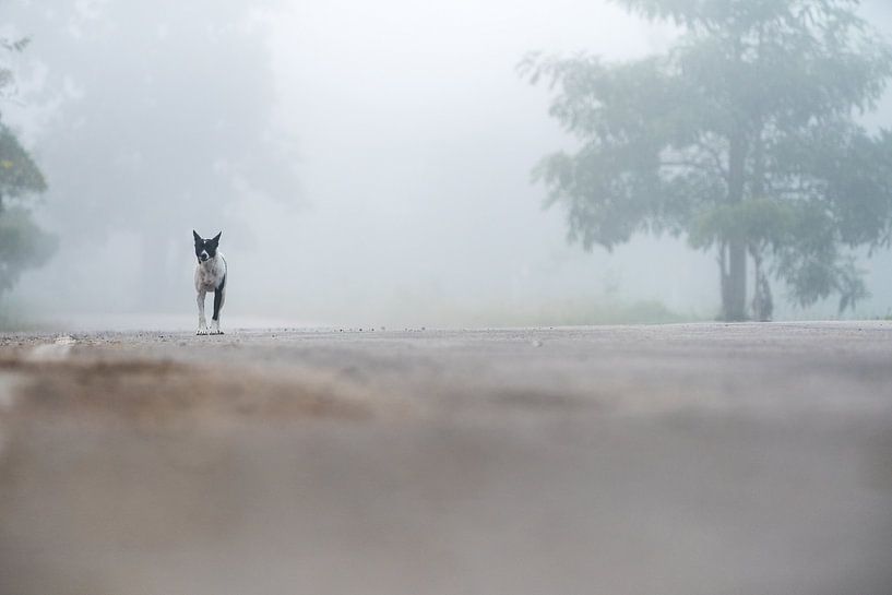 een mooie hond in de mist van Marcel Derweduwen