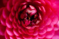bloemenhart Dahlia van Anouschka Hendriks thumbnail