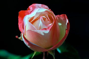 Nutze den Tag mit dieser Rose